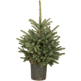 Weihnachtsbaum, Blaufichte, im Topf, Höhe: 80 - 100 cm