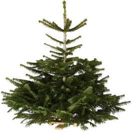 Weihnachtsbaum, Nordmanntanne , 80 - 100 cm