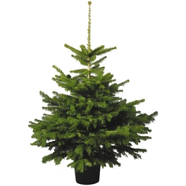 Weihnachtsbaum, Nordmanntanne, im Topf, Höhe: 60 - 80 cm