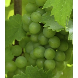 Weinrebe, Vitis vinifera »Bianca« Blüten: creme, Früchte: grün, essbar