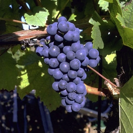 Weinrebe, Vitis vinifera »Dornfelder« Blüten: creme, Früchte: blau, essbar