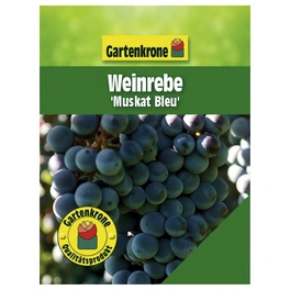 Weinrebe, Vitis vinifera »Muskat Bleu« Blüten: creme, Früchte: blau, essbar