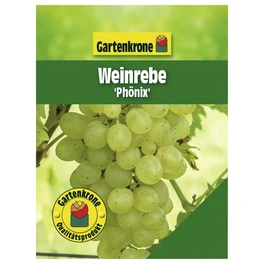 Weinrebe, Vitis vinifera »Phoenix« Blüten: creme, Früchte: grün, essbar