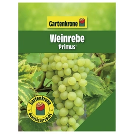 Weinrebe, Vitis vinifera »Primus« Blüten: creme, Früchte: gelb, essbar