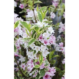 Weißbunte Weigelie, Weigela florida »Nana Variegata«, Blätter: grün, Blüten: rosa