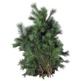 Weymouthkiefer Handbunde strobus Pinus