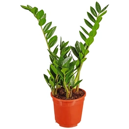 Zamie, Zamioculcas zamiifolia, im Kunststoff-Kulturtopf