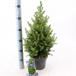 Zuckerhutfichte, Picea glauca »December«, aktuelle Höhe: 70-80 cm, Topfdurchmesser: 19 cm
