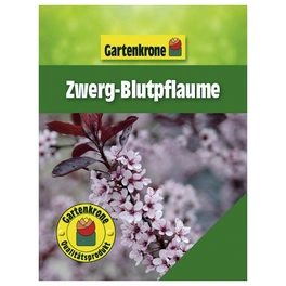 Zwerg-Blutpflaume, Prunus cistena, Blätter: rot, Blüten: rosa/pink