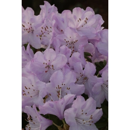Zwerg-Rhododendron, Rhododendron pemakoense »Snipe«, Blüte: pink/weiß