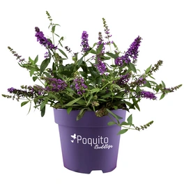 Zwerg-Sommerflieder, Buddleja davidii »Orchid Annie®«, Blätter: grün, Blüten: violett