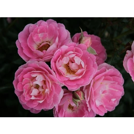 Zwergrose, Rosa hybrida »Flirt 2011«, max. Wuchshöhe: 50 cm