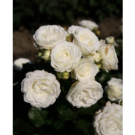 Zwergrose, Rosa hybrida »Schneeküsschen«, max. Wuchshöhe: 40 cm