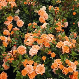 Zwergrose Rosa hybride »Ninetta«