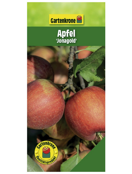Gartenkrone Apfel, Malus domestica »Jonagold«, Früchte: süß-säuerlich