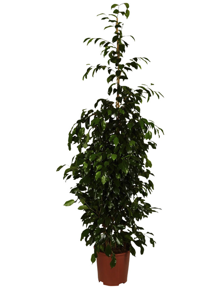 GARTENKRONE Birkenfeige Ficus benjamina - Hagebau.at
