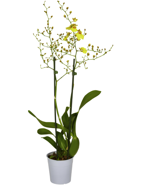 GARTENKRONE Blühpflanze »Oncidie«, aktuelle max. Pflanzenhöhe 50 cm , Topf-Ø 12 cm GARTENKRONE Blühpflanze »Oncidie«, aktuelle max. Pflanzenhöhe 50 cm , Topf-Ø 12 cm