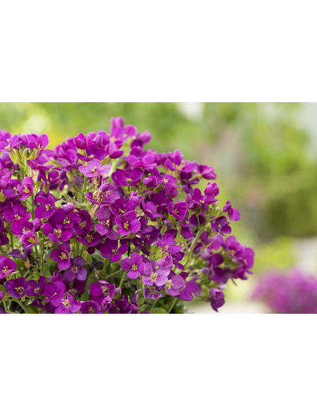 Bodendecker »Arabis caucasica«, rosa, winterhart hagebau.at
