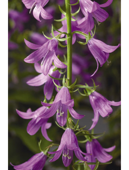 Bodendecker »Campanula prenantoides«, blau, winterhart hagebau.at