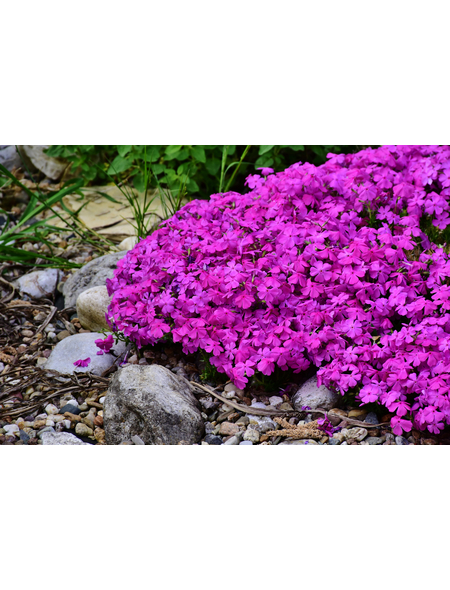 Bodendecker »Phlox subulata«, rosa, winterhart Hagebau.at