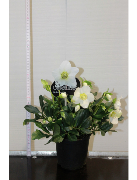 Christrose »Helleborus niger«, weiß, winterhart hagebau.at
