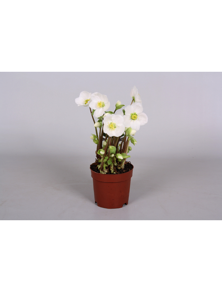 Christrose »Helleborus verboom beauty«, weiß, winterhart hagebau.at