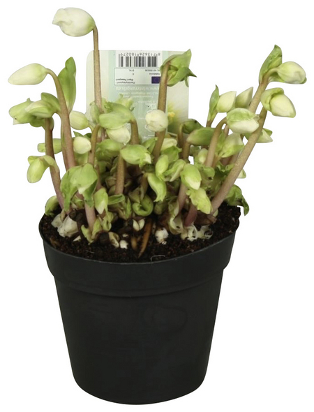 Christrose »Helleborus verboom beauty«, weiß, winterhart hagebau.at