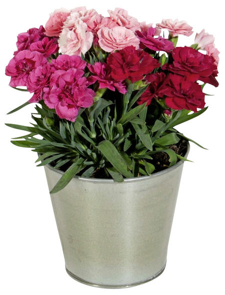 EdelNelke, Dianthus caryophyllus, Blüte bunt Hagebau.at
