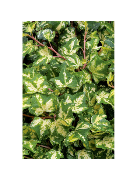 GardenersDream Hedera Helix - Winterharter Efeu Für Garten & Balkon