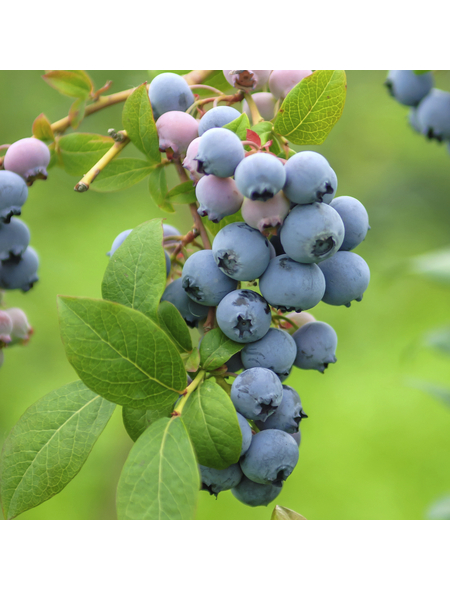 Gartenkrone GartenHeidelbeere, Vaccinium corymbosum »Bluecrop«, Frucht