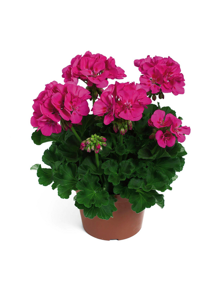 Geranie, Pelargonium zonale, Blüte violett, einfach hagebau.at