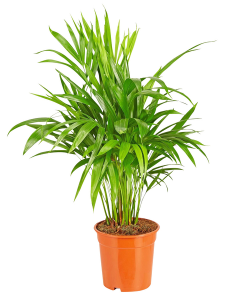 GARTENKRONE Goldfruchtpalme Dypsis lutescens GARTENKRONE Goldfruchtpalme Dypsis lutescens