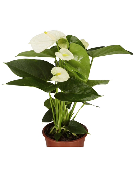 GARTENKRONE Große Flamingoblume Anthurium andraeanum 4 – 6 Blüten weiß Ø 12 cm GARTENKRONE Große Flamingoblume Anthurium andraeanum 4 – 6 Blüten weiß Ø 12 cm