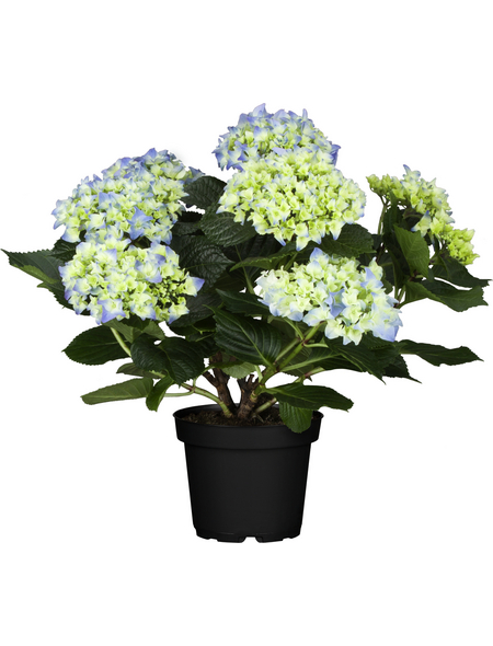Hortensie, Hydrangea macrophylla »Curly Wurly«, Topf 23 cm, Blüten