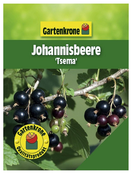 Gartenkrone Johannisbeere, Ribes rubrum »Tsema«, Frucht: rot, zum Verzehr geeignet