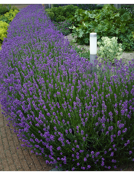 Lavendel »Lavandula angustifolia«, blau, winterhart hagebau.at