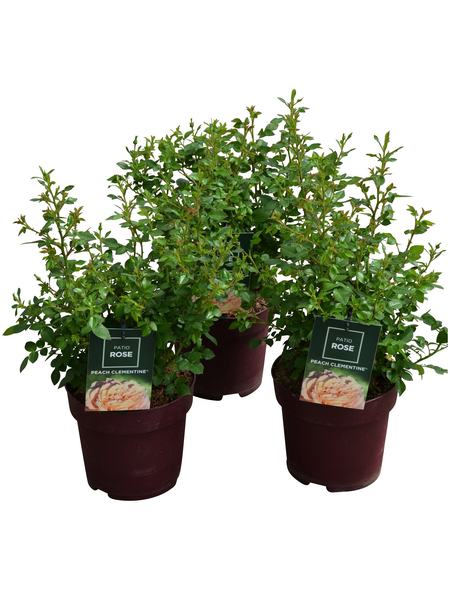 GARTENKRONE Patio-Rosen, Patio-Rosen,, »In Sorten«, Blüte: bunt