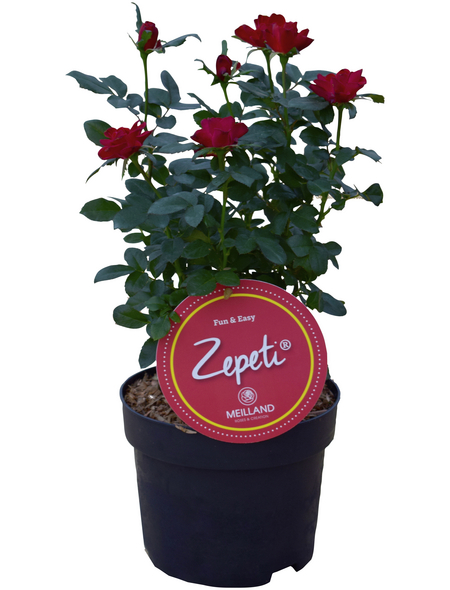Zepeti® Rose