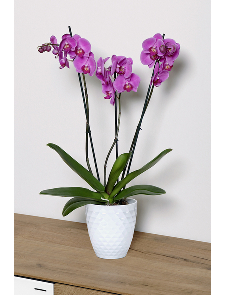  Schmetterlingsorchidee, Phalaenopsis hybride, Blüte: mehrfarbig