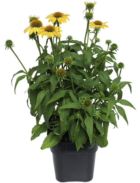 Schnitt & Prachtstaude »Echinacea purpurea«, gelb, winterhart Hagebau.at