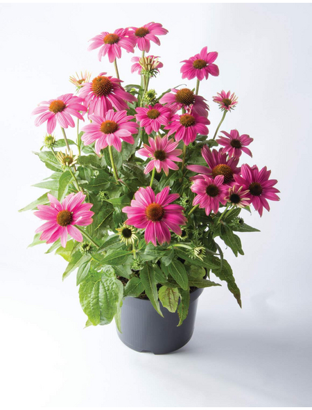 Schnitt & Prachtstaude »Echinacea purpurea Magnus«, rosa, winterhart