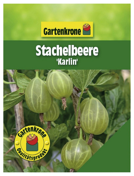 Gartenkrone Stachelbeere, Ribes uva-crispa »Karlin«, Frucht: grün, zum Verzehr geeignet