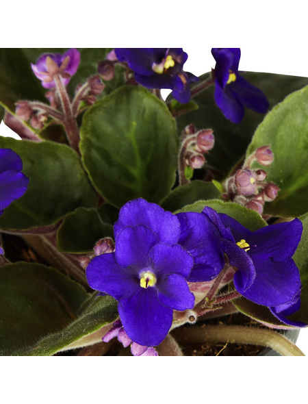 400 Stück Usambaraveilchen Samen - Saintpaulia Ionantha Mehrjährig