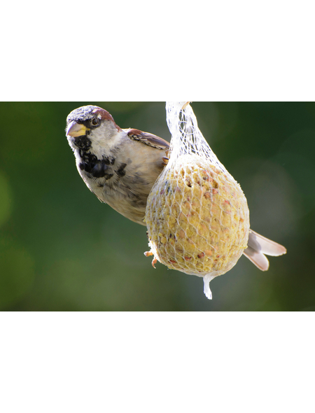 meisenkn�del im schneebesen