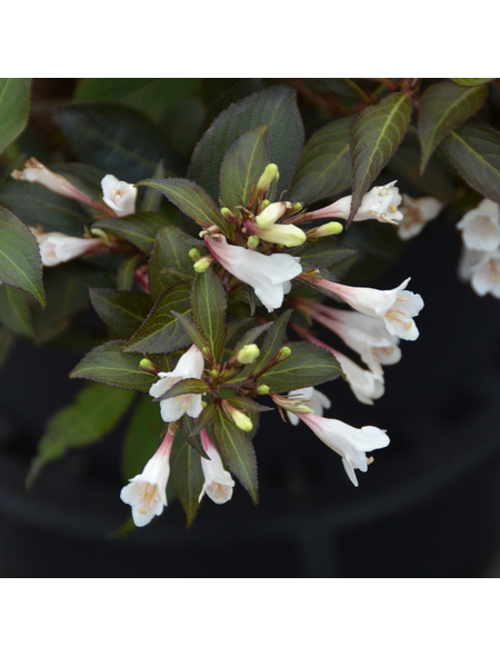 GARTENKRONE Weigelie, Weigela florida »Black and White«, Blütenfarbe