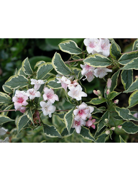 GARTENKRONE Weigelie, Weigela florida »Nana Variegata«, Blütenfarbe