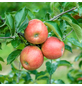 Gartenkrone Apfel, Malus domestica »Jonagold«, Früchte: süß-säuerlich-Thumbnail