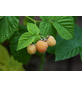 Gartenkrone Himbeere, Rubus idaeus »Golden Everest« Blüten: weiß, Früchte: gelb, essbar-Thumbnail