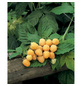 Gartenkrone Himbeere, Rubus idaeus »Golden Everest« Blüten: weiß, Früchte: gelb, essbar-Thumbnail