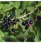 Gartenkrone Johannisbeere, Ribes rubrum »Tsema«, Frucht: rot, zum Verzehr geeignet-Thumbnail